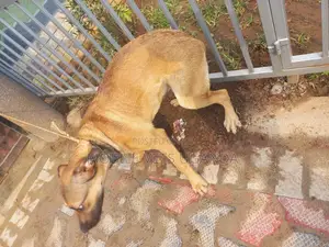 3-6 months Female Mixed Breed Boerboel