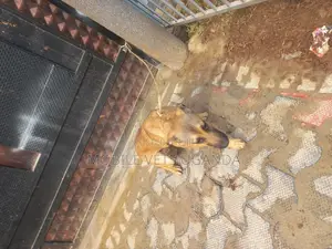 1+ year Male Mixed Breed Boerboel