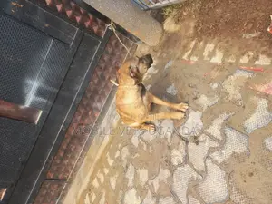 6-12 months Male Mixed Breed Boerboel