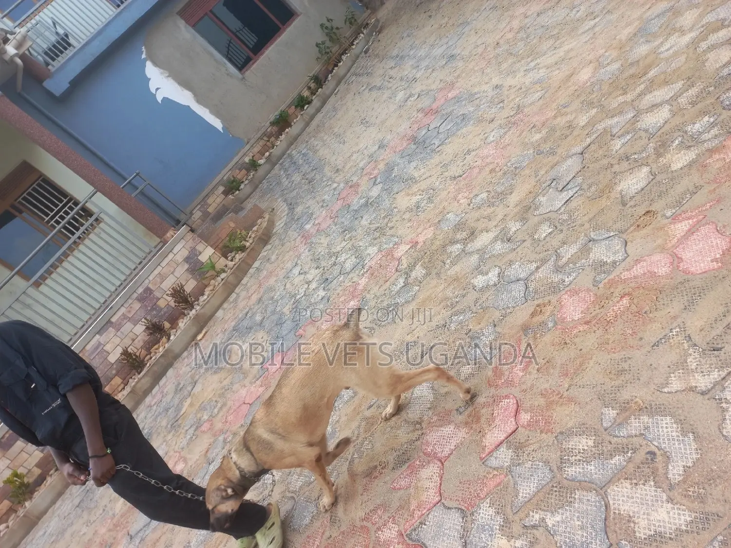 1+ year Male Mixed Breed Boerboel