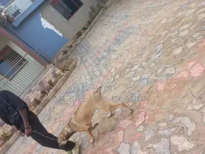 1+ year Male Mixed Breed Boerboel