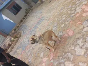 6-12 months Female Mixed Breed German Shepherd
