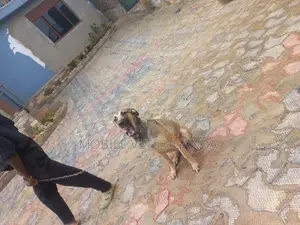 6-12 months Female Mixed Breed Boerboel