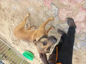 1+ year Female Mixed Breed German Shepherd