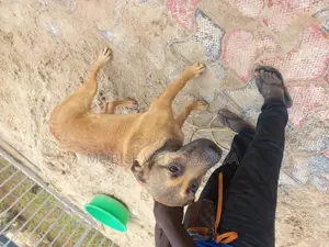3-6 months Female Mixed Breed German Shepherd