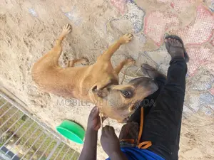6-12 months Female Mixed Breed Boerboel