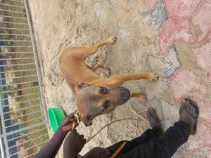 3-6 months Male Purebred Boerboel