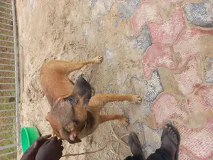 6-12 months Female Purebred Boerboel