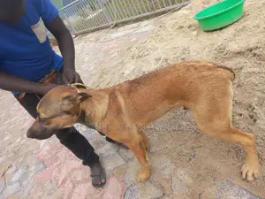 1+ year Female Purebred Boerboel