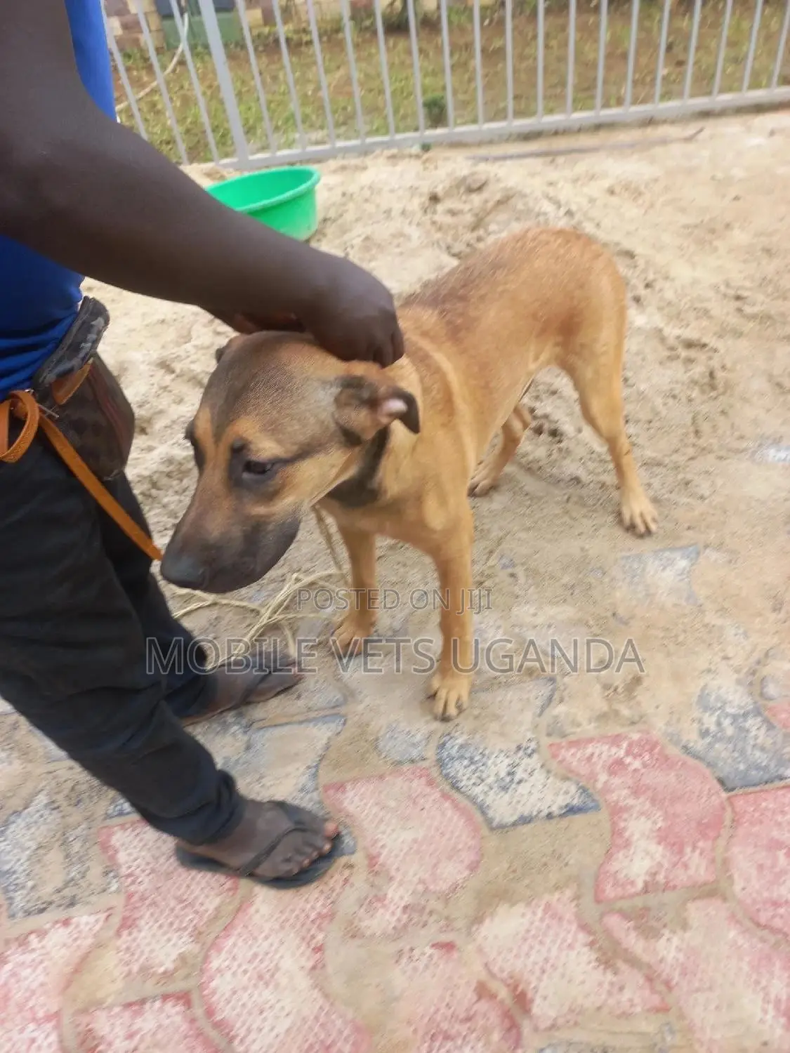 3-6 months Male Mixed Breed German Shepherd