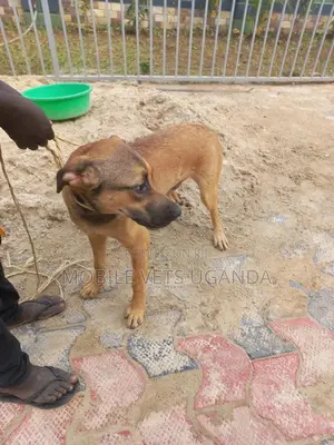 1+ year Male Purebred Boerboel