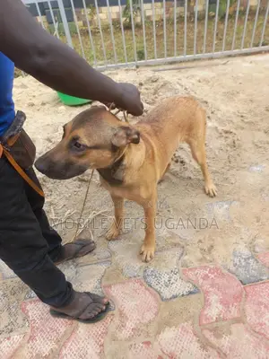 1+ year Male Purebred Boerboel