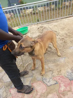 3-6 months Female Purebred Boerboel