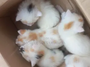 0-1 month Male Purebred Exotic
