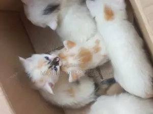 1-3 months Male Purebred Birman