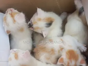 3-6 months Female Purebred Birman