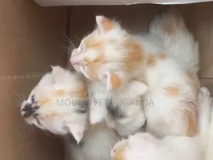 1-3 months Female Purebred Birman
