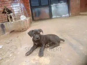 1-3 months Female Purebred Boerboel