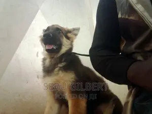 1-3 months Female Purebred German Shepherd