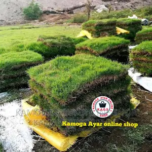 Hybrid Lawn Paspalum Grass /Natural Lawn Grass Carpet