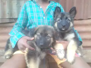 1-3 months Male Purebred German Shepherd