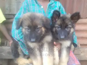 1-3 months Female Purebred German Shepherd