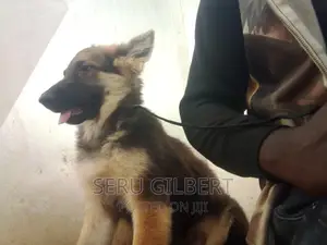 3-6 months Female Purebred German Shepherd