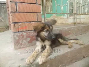 3-6 months Female Purebred German Shepherd