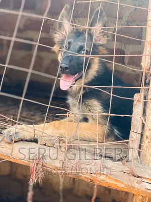1-3 months Female Purebred German Shepherd