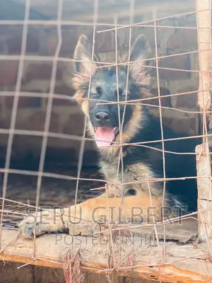 3-6 months Female Purebred German Shepherd