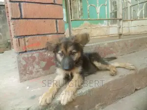 1-3 months Male Purebred German Shepherd