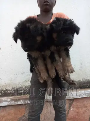 1-3 months Male Purebred German Shepherd
