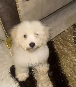 3-6 months Male Purebred Maltese