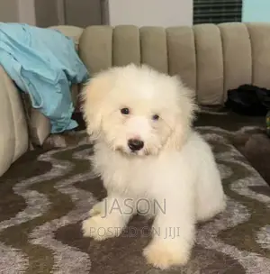 1-3 months Female Purebred Maltese