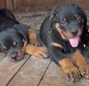 3-6 months Male Purebred Rottweiler