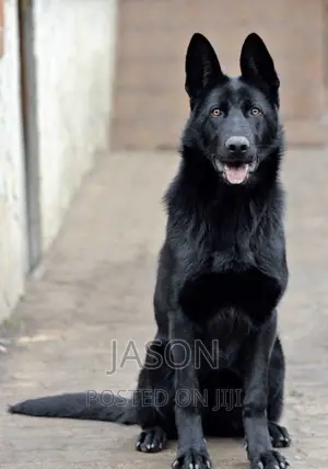 6-12 months Female Purebred German Shepherd