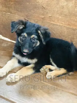 3-6 months Female Purebred German Shepherd