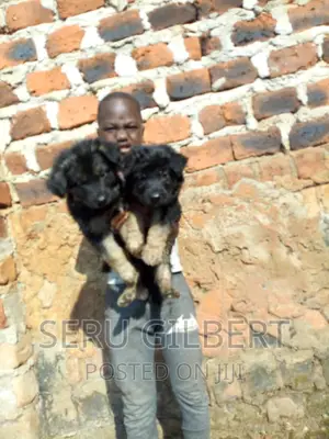 1-3 months Male Purebred German Shepherd