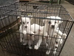 1-3 months Male Purebred Japanese Spitz
