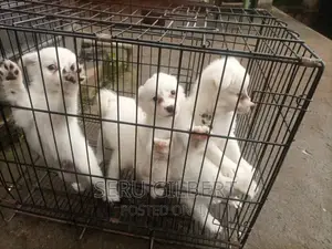 1-3 months Male Purebred Japanese Spitz