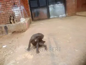 3-6 months Female Purebred Boerboel