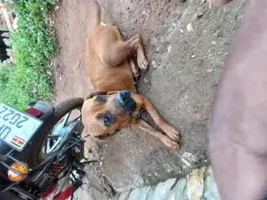3-6 months Male Purebred Boerboel