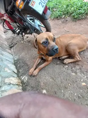 6-12 months Male Purebred Boerboel