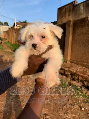 3-6 months Male Purebred Maltese
