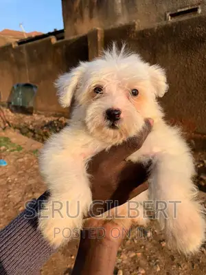 1-3 months Male Purebred Maltese