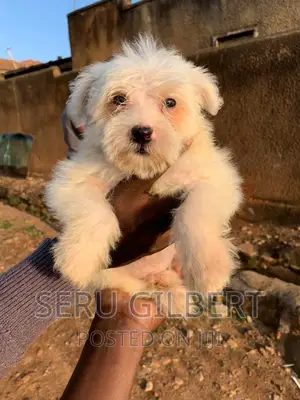 3-6 months Male Purebred Maltese