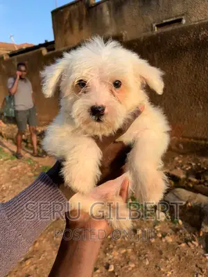 3-6 months Male Purebred Maltese