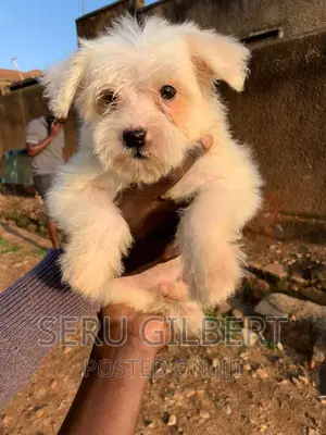 3-6 months Male Purebred Maltese