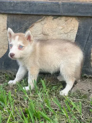 1-3 months Male Purebred Siberian Husky