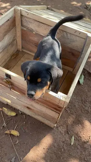3-6 months Male Purebred Rottweiler